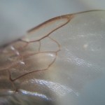 Micro Phone Lens transforme votre smartphone en microscope Micro Phone Lens transforme votre smartphone en microscope