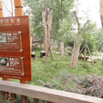 Google Street View s&rsquo;invite dans les parcs animaliers