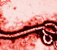ebola