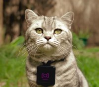 catstacam
