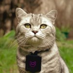 Catstacam transforme votre chat en action cam (et potentiellement en star d’Instagram) Catstacam transforme votre chat en action cam (et potentiellement en star d’Instagram)
