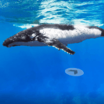 Google Street View : explorez les fonds marins Google Street View : explorez les fonds marins