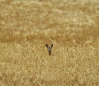 roe-deer-423597_640