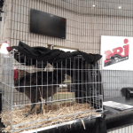 Cocowiko : après l’éthique marketing, l’éthique animale Cocowiko : après l’éthique marketing, l’éthique animale