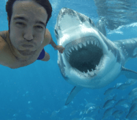 selfie-requin