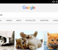 chats mignons