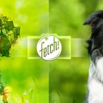 Fetch!, l’application de Microsoft pour détecter la race d’un chien Fetch!, l’application de Microsoft pour détecter la race d’un chien