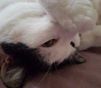 chat-2