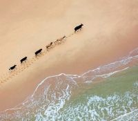 wallpaper-nexus-2016– (1)