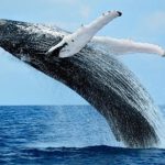 La plus grosse baleine : un homme a depensé 1 million de dollars dans le free-to-play Game of War