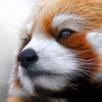 Finalement, Mozilla s&rsquo;en sort mieux sans Google mais ses parts de marché restent très faibles