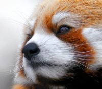 panda-roux-animaux-013
