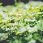 Apple, Google et Facebook récompensés par Greenpeace pour leurs efforts environnementaux Apple, Google et Facebook récompensés par Greenpeace pour leurs efforts environnementaux