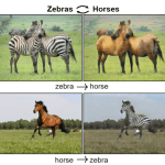 Insolite : cette intelligence artificielle transforme les chevaux en zèbres Insolite : cette intelligence artificielle transforme les chevaux en zèbres