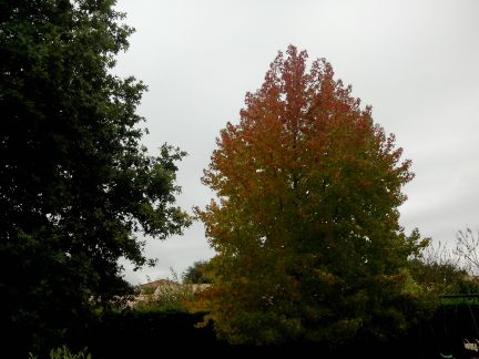 IMG_20121020_124302