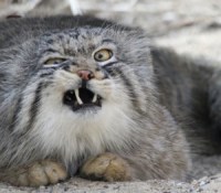 pallas-cat-manul-2__880