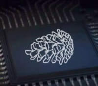 pinecone