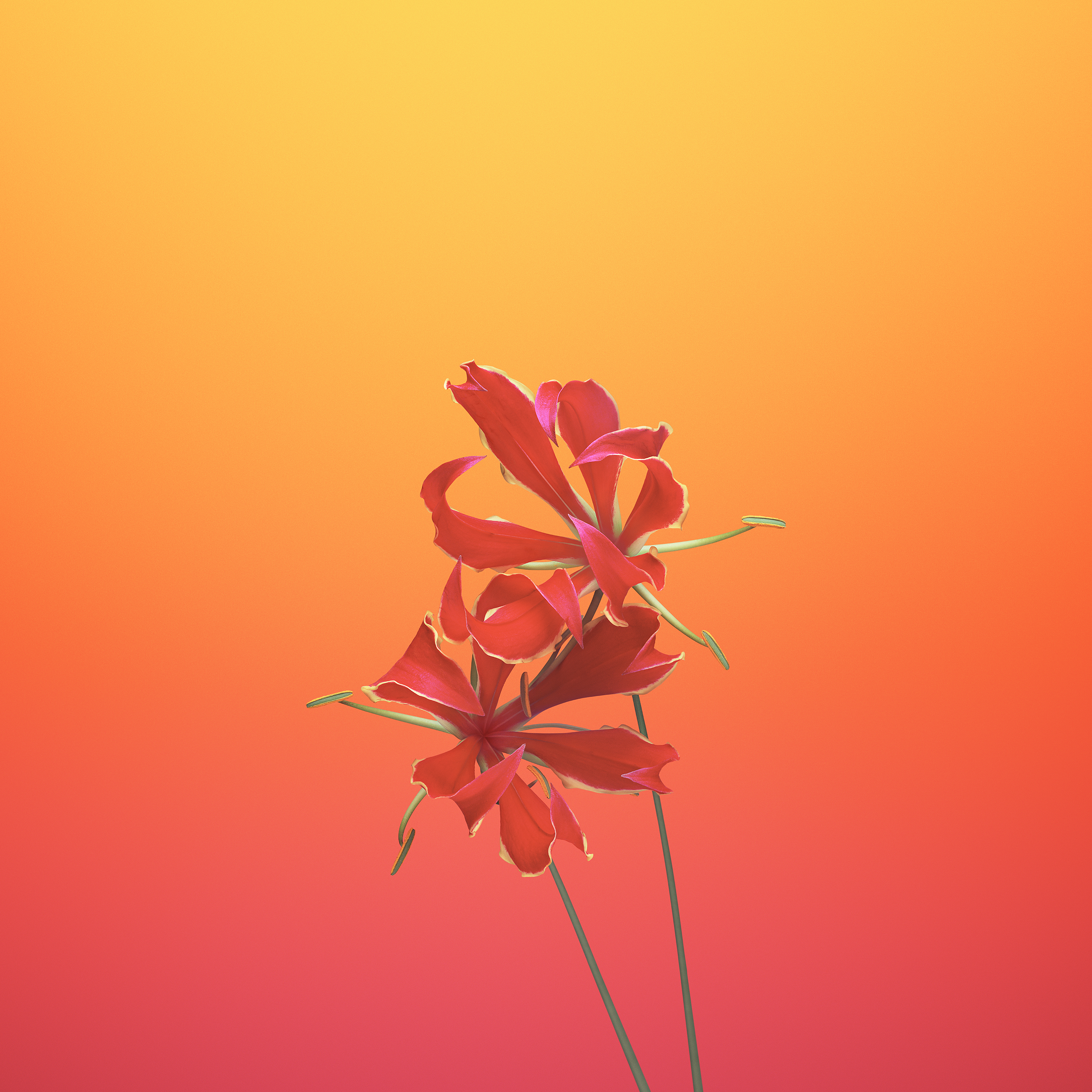 flower_gloriosa