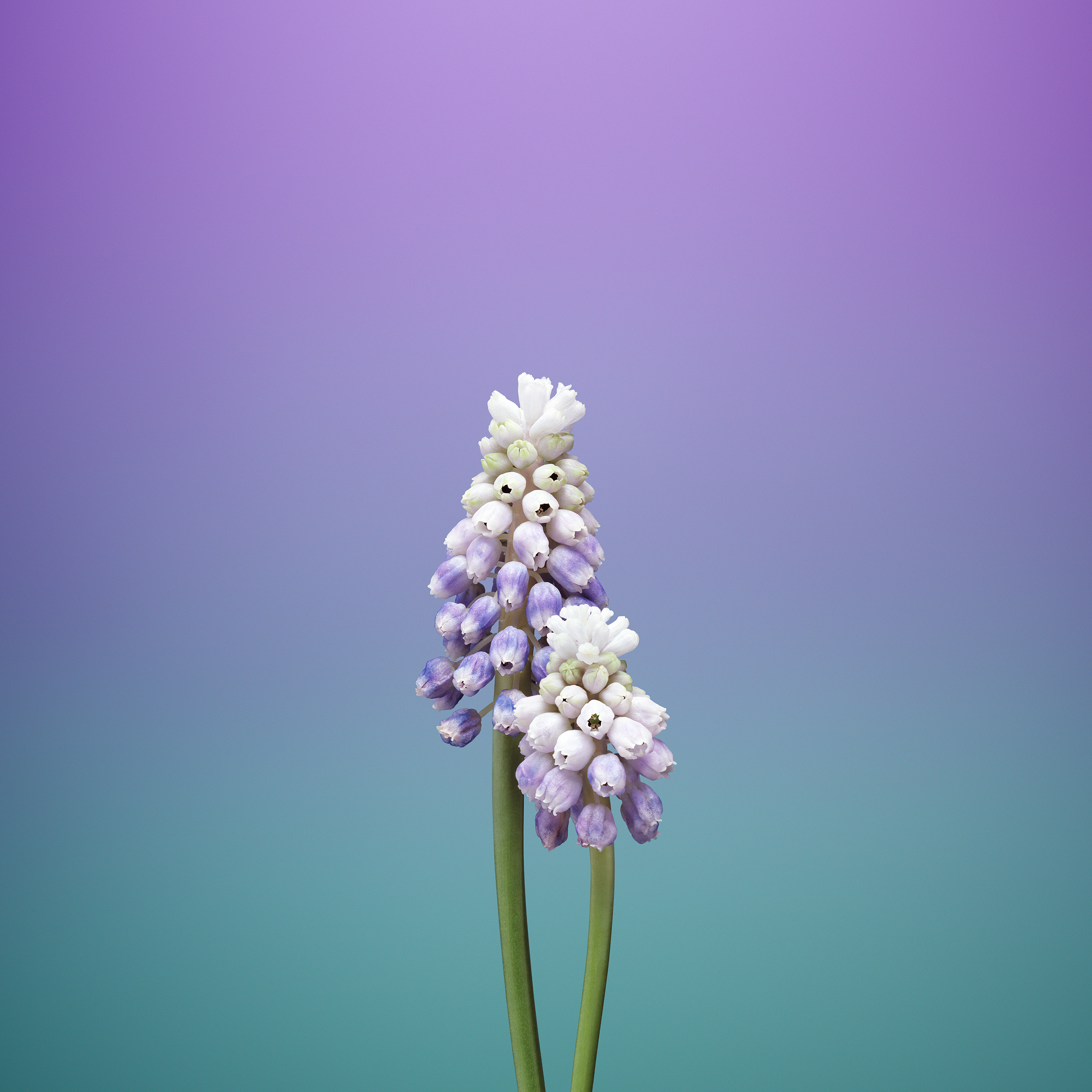 flower_muscari