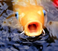 koi-fish