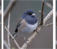 content_vogel_enhancenet