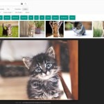 « Afficher l’image » : la recherche sur Google Images perd une fonction clé « Afficher l’image » : la recherche sur Google Images perd une fonction clé