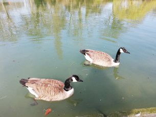 P20 Lite canards