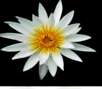 TV OLED LG 55EG9A7V