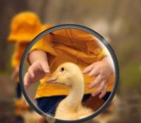canard-huawei-p30-zoom