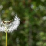 Allergies au pollen : les 3 meilleures applications pour s&rsquo;en prémunir