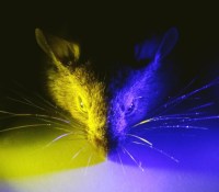 souris-lumière-jaune-bleue