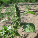 Pigweed : Google travaille (encore) sur un autre système d’exploitation Pigweed : Google travaille (encore) sur un autre système d’exploitation