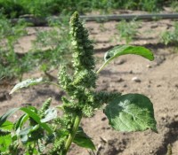 pigweed-amaranthus-retroflexus-844463_1280
