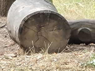 Zoom x50 2