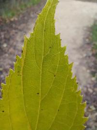 IMG_20201204_100813