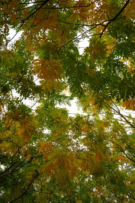 Test_Nikon_Z5_DSC_0061