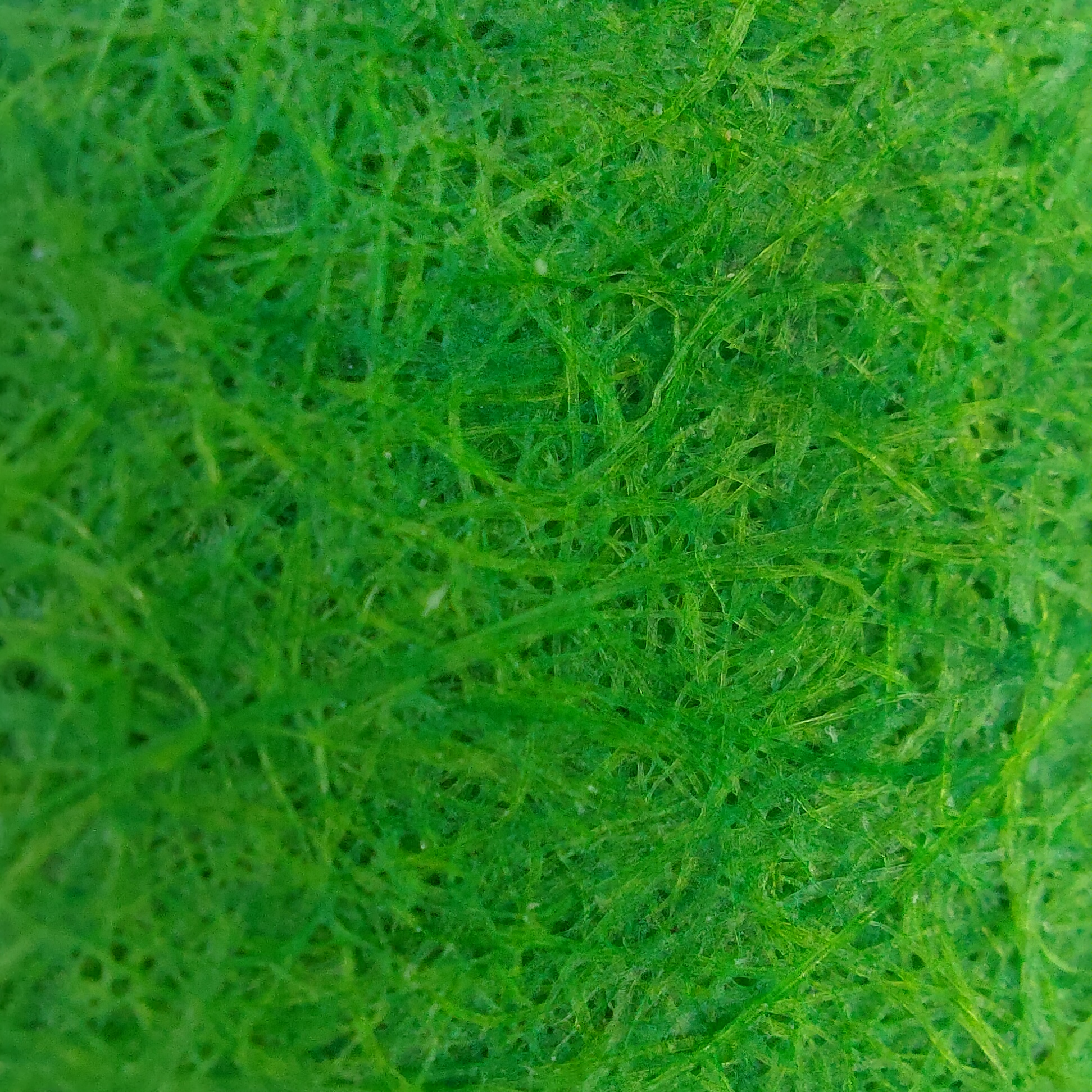 Fibre fond vert