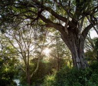 La forêt au coeur des projets du fonds de restauration initié par Apple // Source : Apple