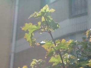 téléobjectif xperia Xperia 1 iii (29)
