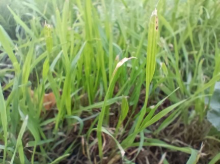 Macro Oppo Reno 6 (1)