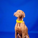 Invoxia Smart Dog Collar : les chiens aussi ont leur objet connecté pour suivre leur santé Invoxia Smart Dog Collar : les chiens aussi ont leur objet connecté pour suivre leur santé