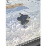 Starlink d’Elon Musk a un problème avec les chats : la connexion chatellitaire qui n’était pas prévue Starlink d’Elon Musk a un problème avec les chats : la connexion chatellitaire qui n’était pas prévue