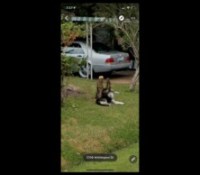 Animal Google Maps