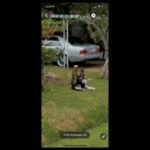 Pourquoi la tête des chiens est floutée sur Google Maps Pourquoi la tête des chiens est floutée sur Google Maps