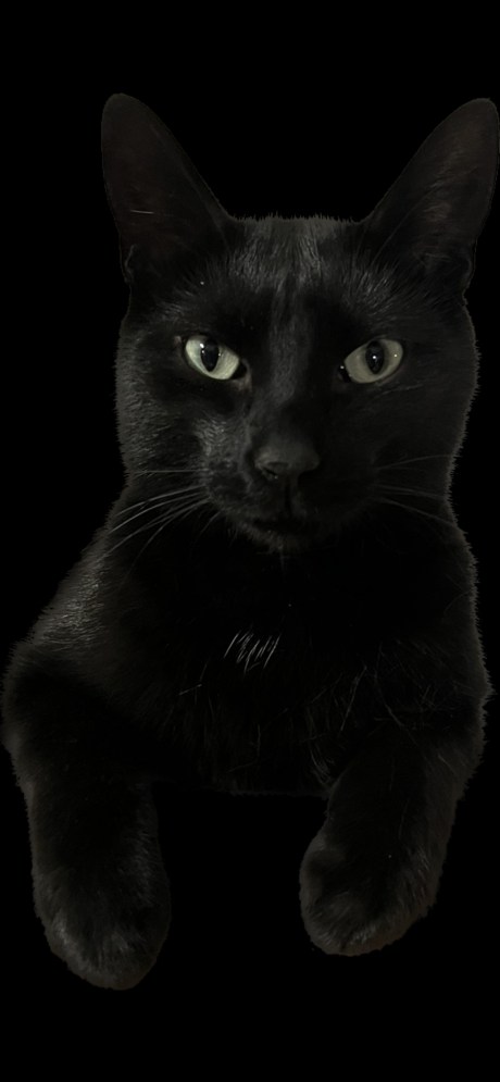 Chabacca en PNG (après un appui long) // Source : Frandroid