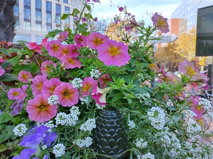 IMG_20221020_154129_HDR