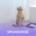 Distributeur de croquettes et fontaine : les animaux ont aussi droit à leur produit connecté Xiaomi