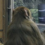 Neuralink : l’entreprise d’Elon Musk visée par une enquête pour violation du bien-être animal Neuralink : l’entreprise d’Elon Musk visée par une enquête pour violation du bien-être animal
