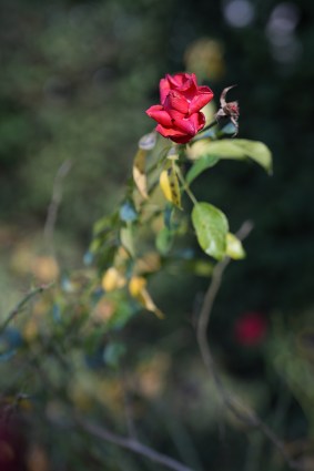 Photo du Sony A7R V
