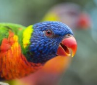 Un perroquet // Source : David Clode sur Unsplash